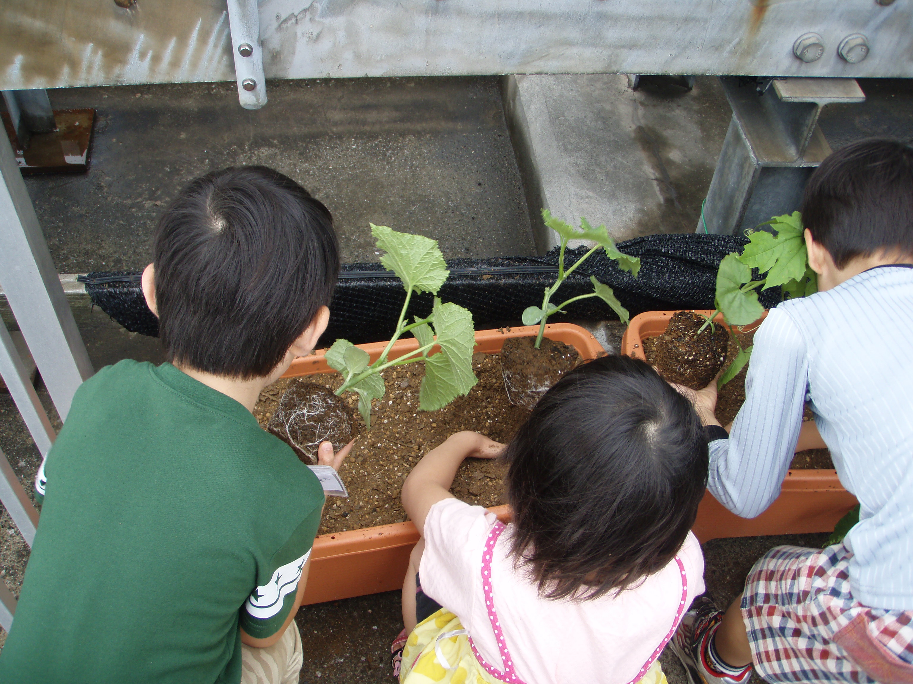 緑のカーテン2012植付け